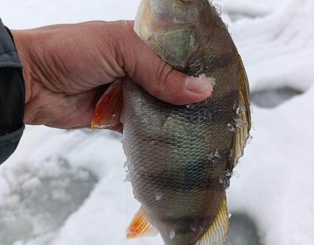 Любитель сырных кубиков...