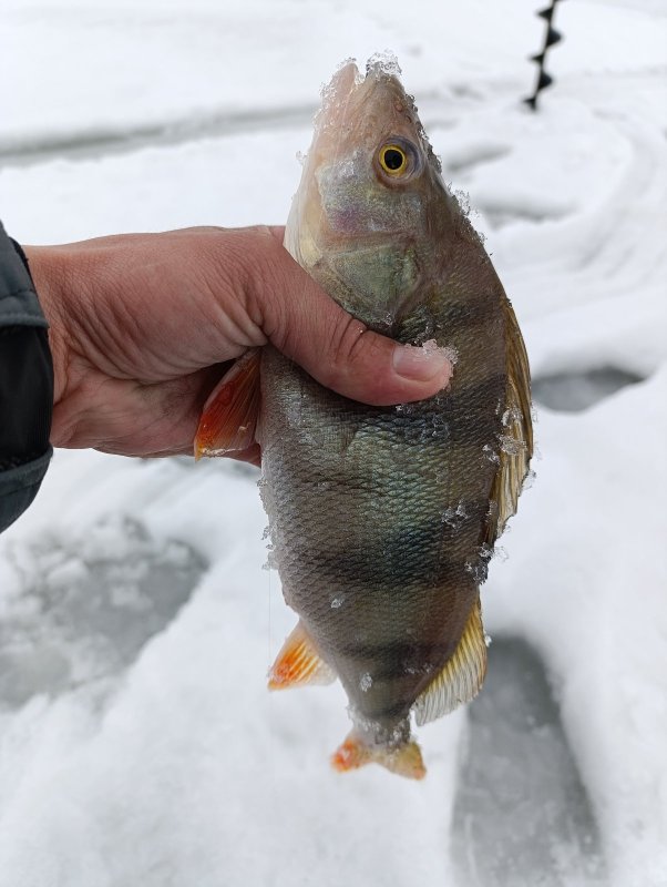 Любитель сырных кубиков...