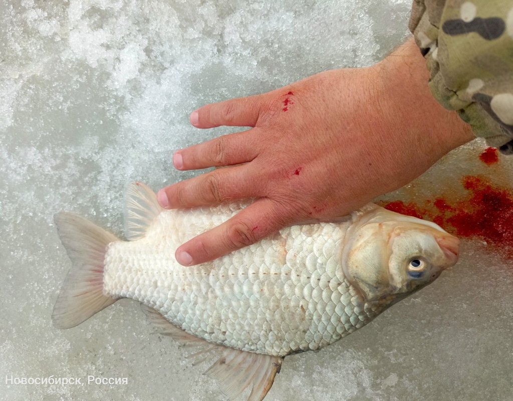 Затон онлайн