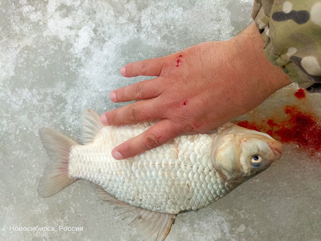 Затон онлайн