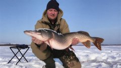 Огромная щука на жерлицу! Окунь, щука, лещ, плотва. Подводная съемка