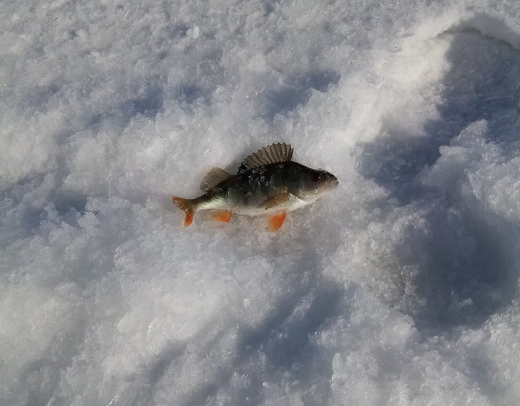 Он первый, он же самый крупный.