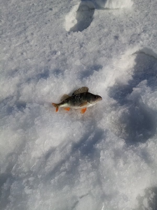 Он первый, он же самый крупный.