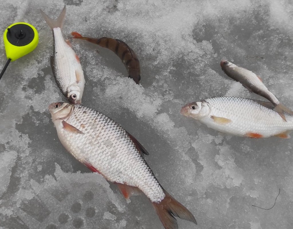 Затон. Кто в лунке живёт