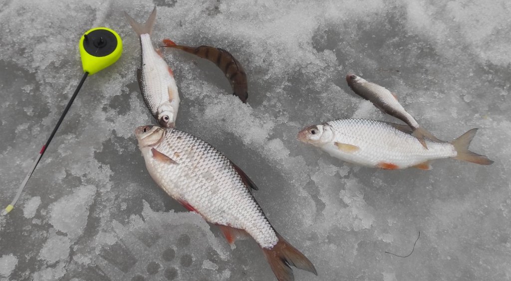 Затон. Кто в лунке живёт