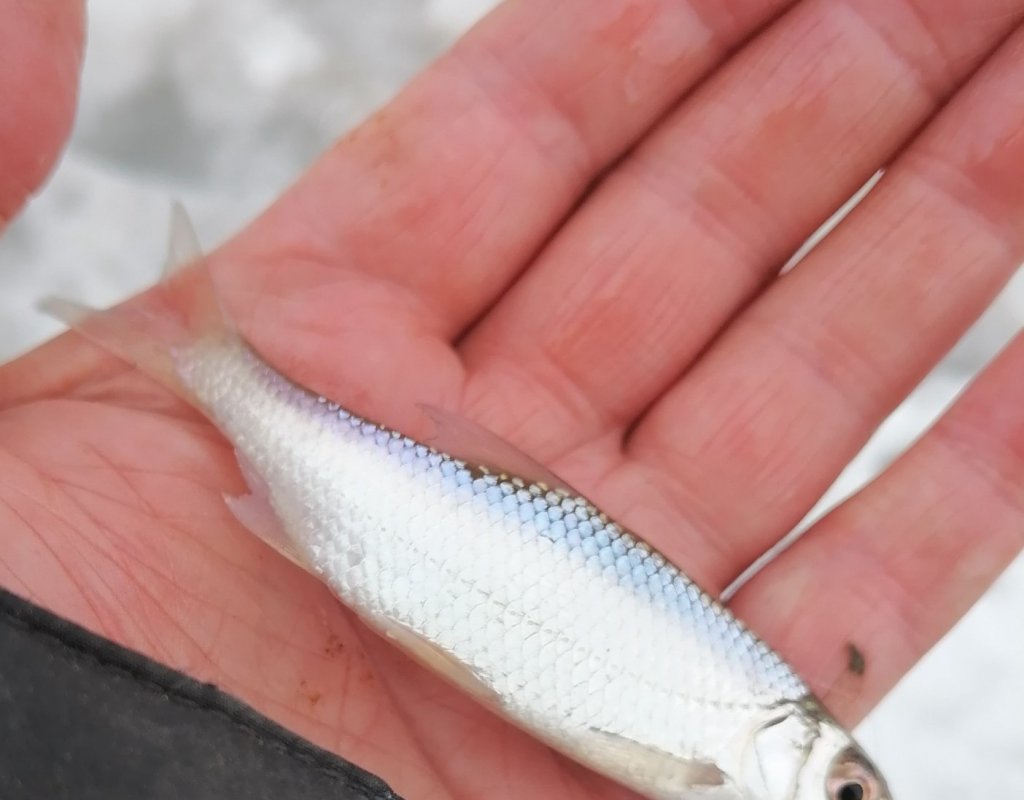 Плотва затонская.