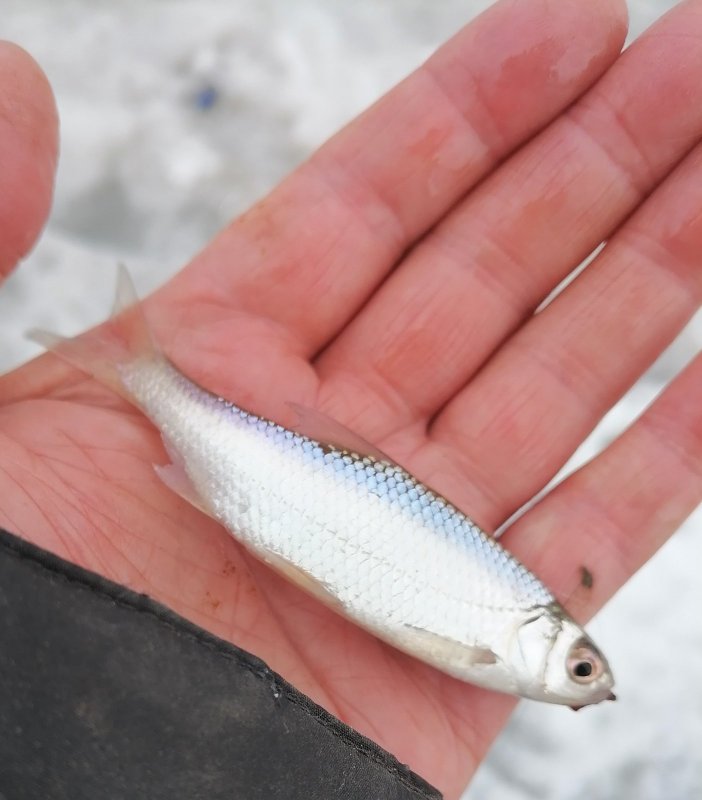 Плотва затонская.