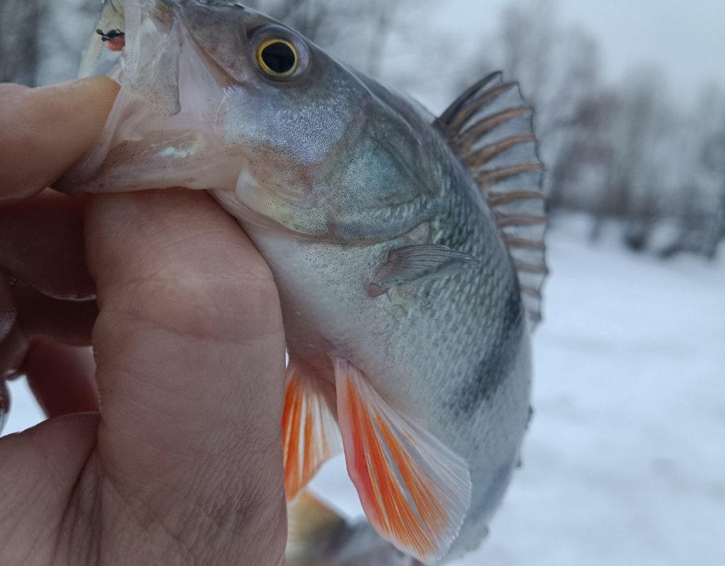 Чуть не уплыл с пирсингом.