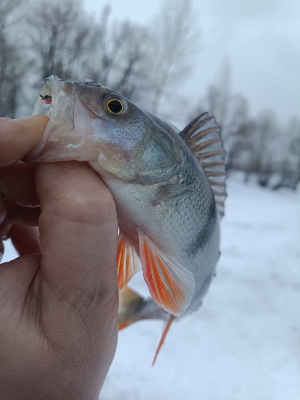 Чуть не уплыл с пирсингом.