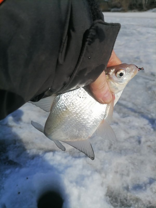 До 14.00 одна поклевка, и одна рыба.