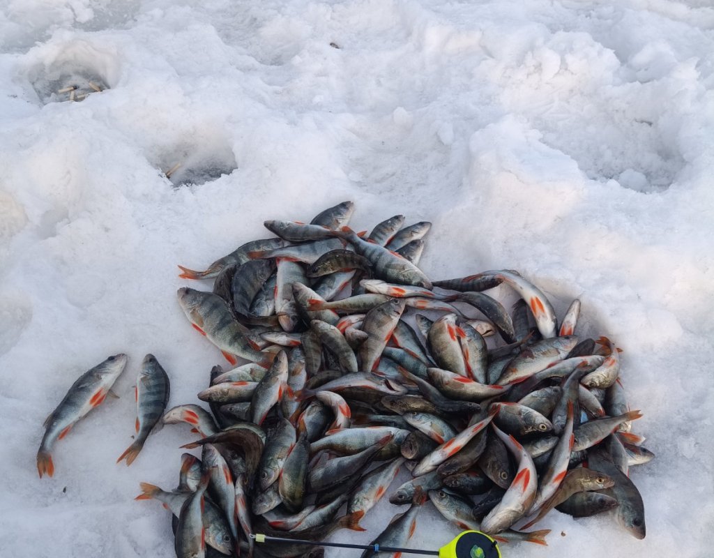 Протока Левой Оби выдала большое количество окушариков.