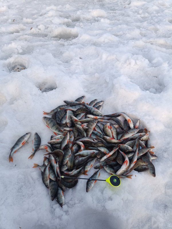 Протока Левой Оби выдала большое количество окушариков.