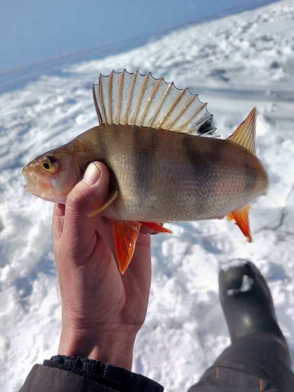 " Ирокез" из Колывани.