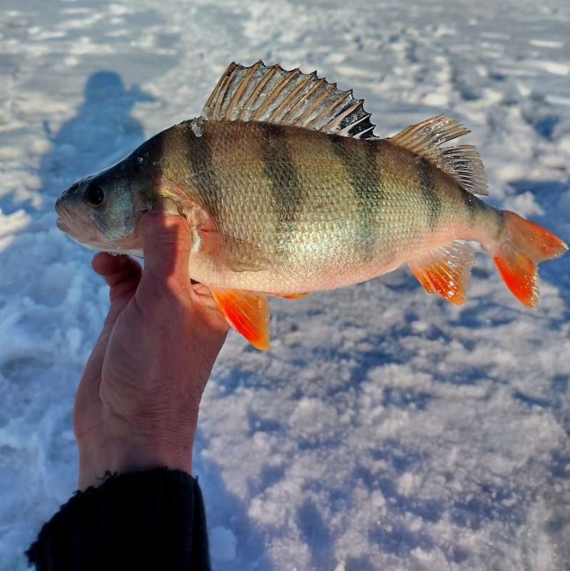 ОВХ. Вечерний "полосатик".