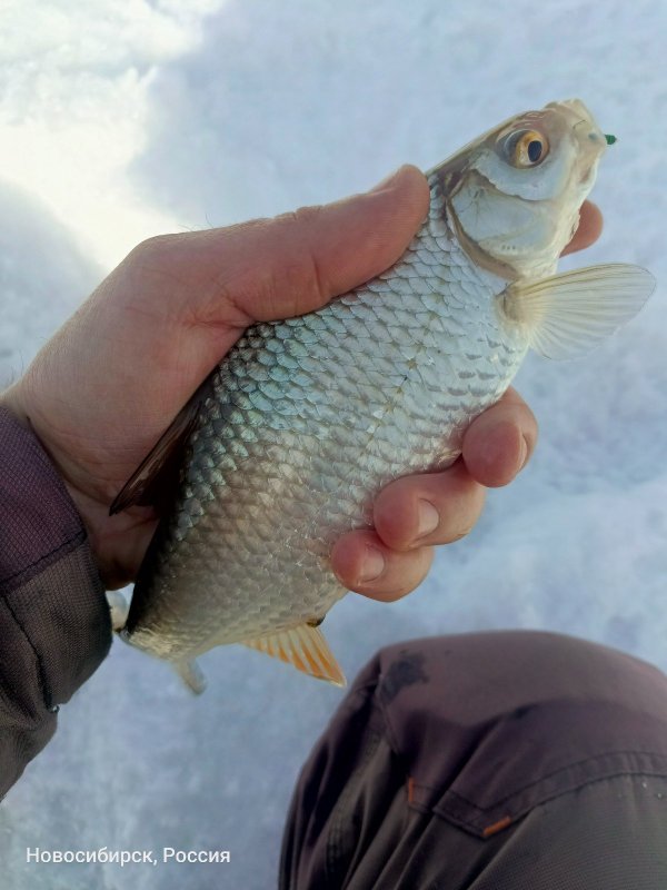 Затончик выдал