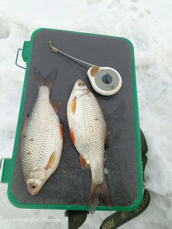 "Затоновские"