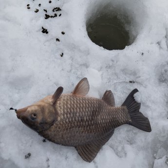 Первый "зимний" карась!..