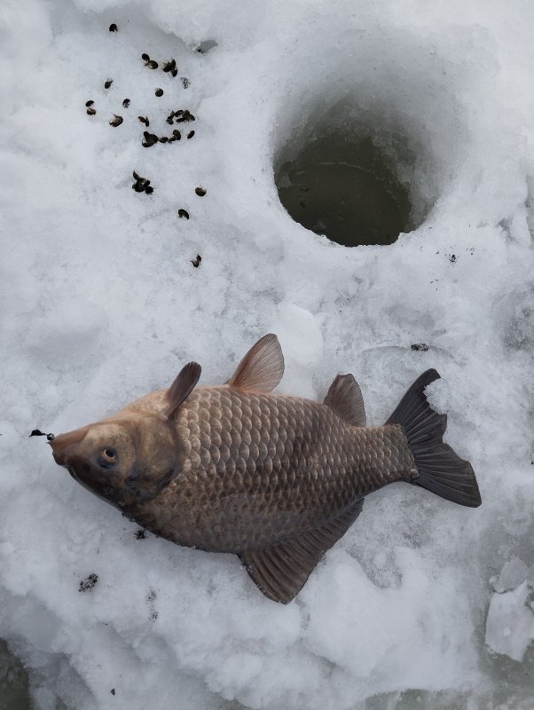 Первый "зимний" карась!..