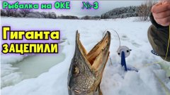 Щука 17 кг не пролезла в лунку 150 мм на Оке. Жерлицы и зимняя рыбалка-2026 ! №-3