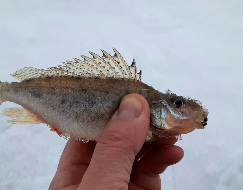Один, но зато какой!!!