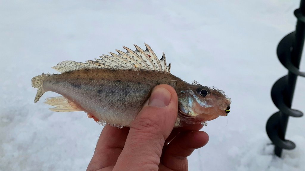 Один, но зато какой!!!