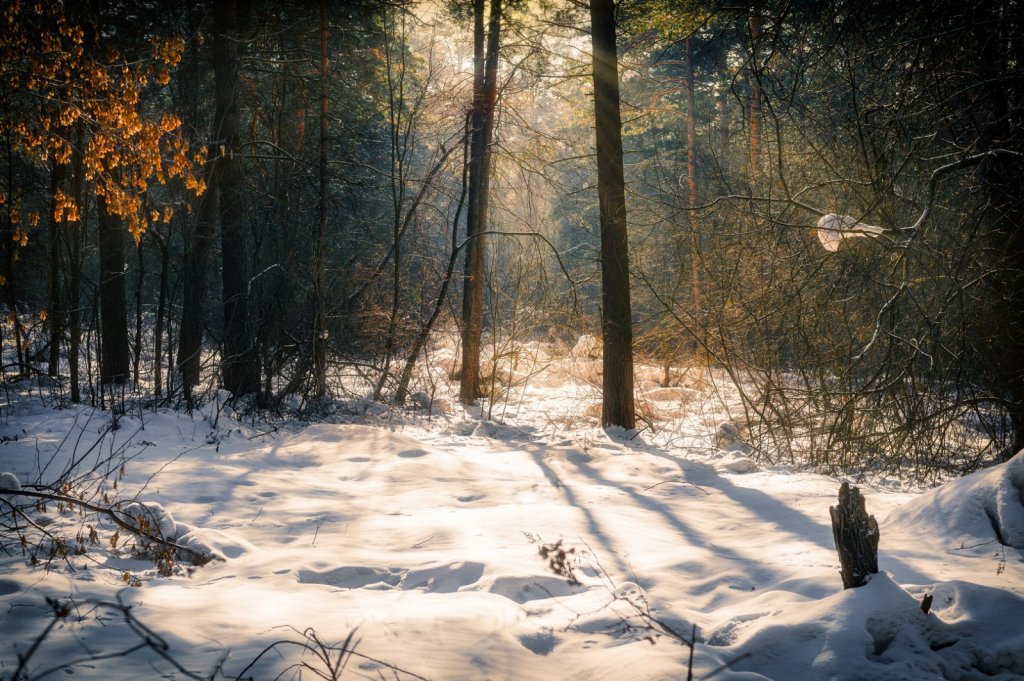 Солнечные дебри