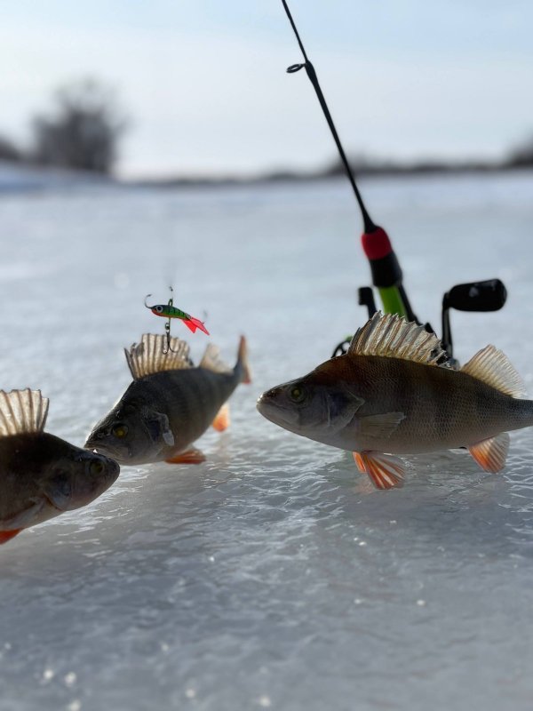 Разбойники