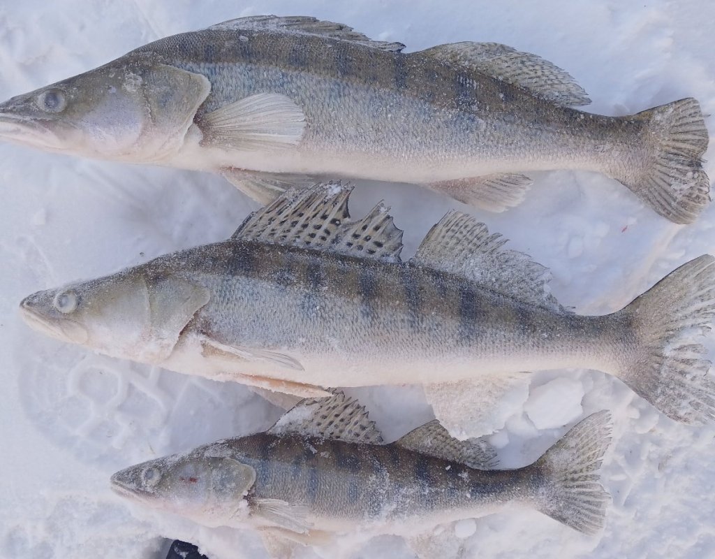 Паншиха итог