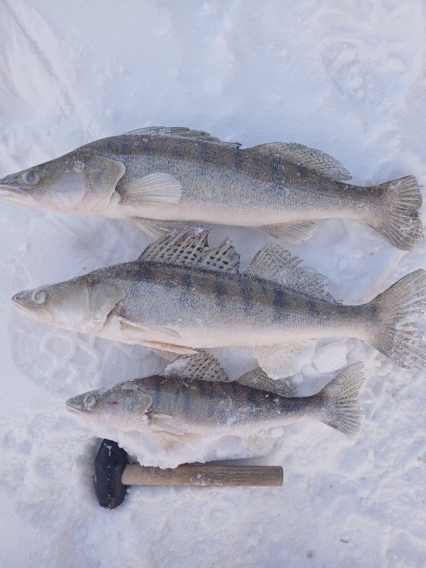 Паншиха итог