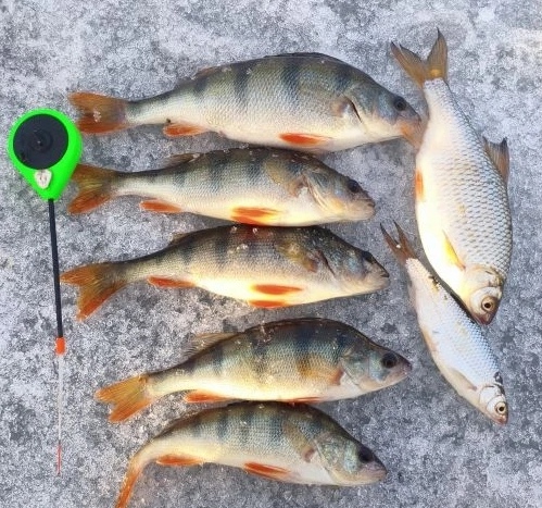 Наши первые, затонские.