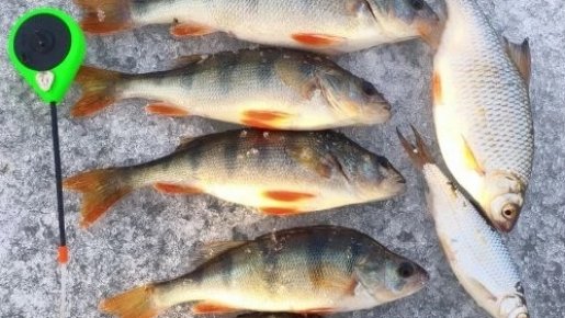 Затон. 3 вылазка.