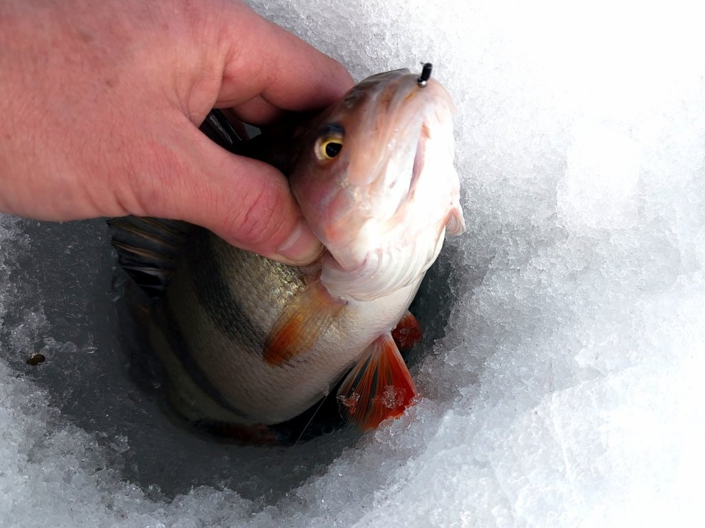 ОВХ. " Окушарик на гвоздешарик".