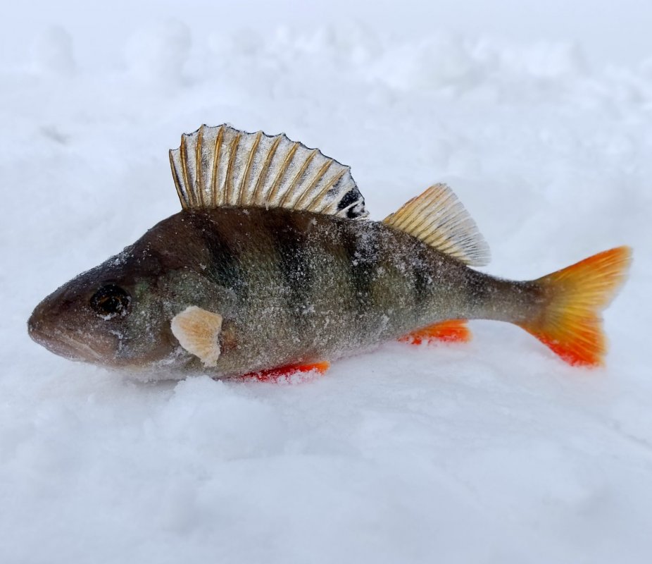 "Обманул", - подумал окунь, так и есть!
