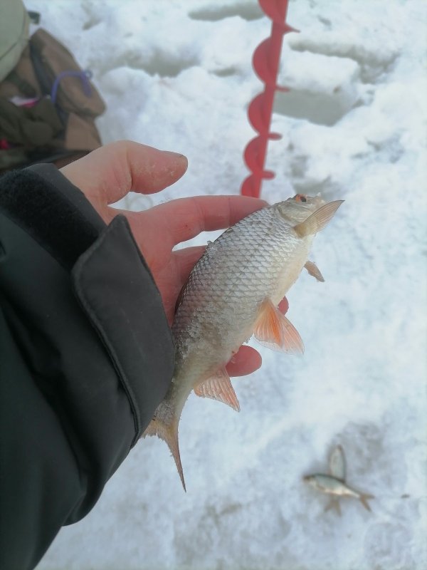 Сорожка УЕНЬская.