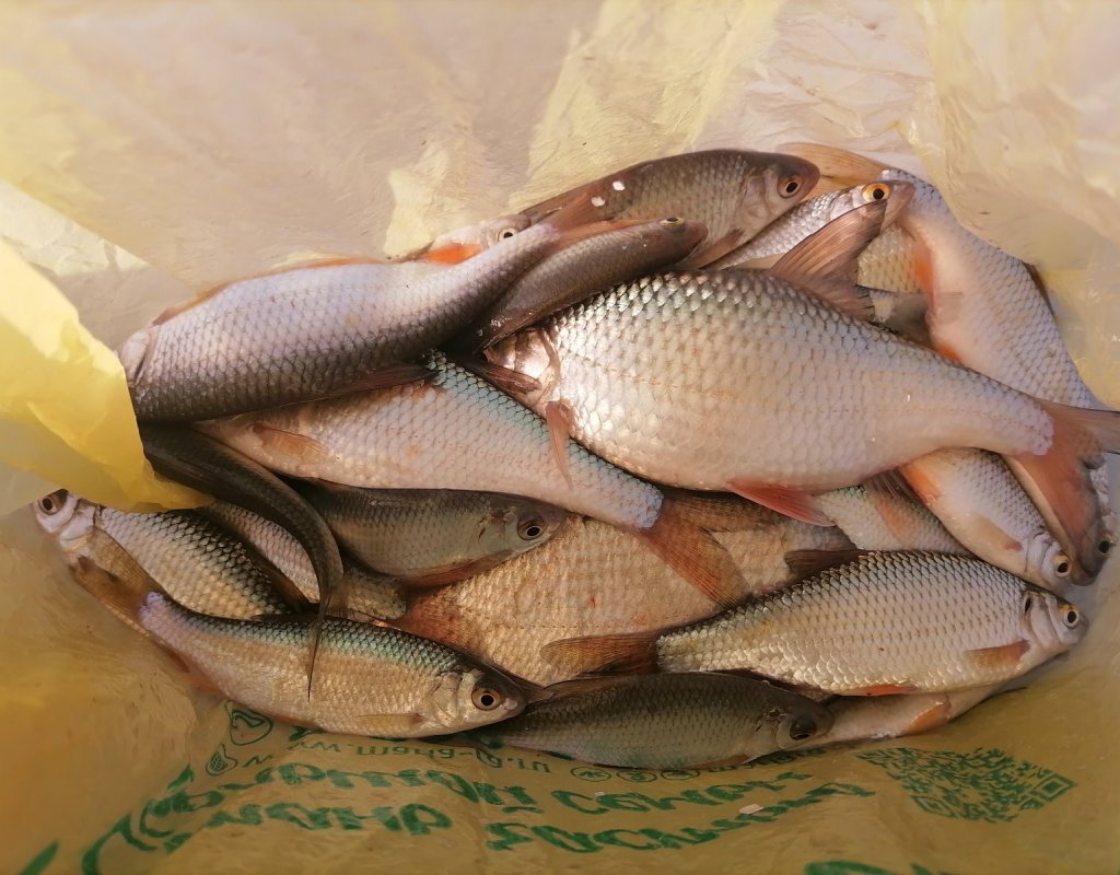 Затон 01.04. Рыбка еще поклевывает