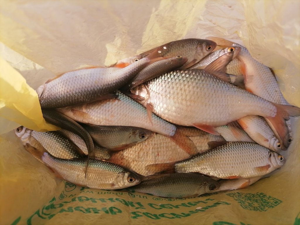 Затон 01.04. Рыбка еще поклевывает