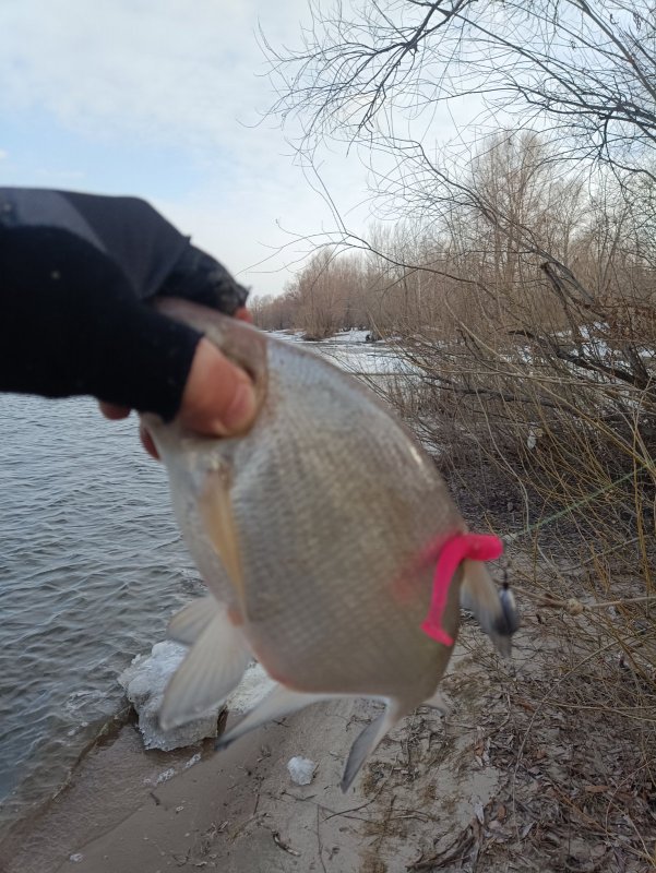 Спиннинг, опять багренка.