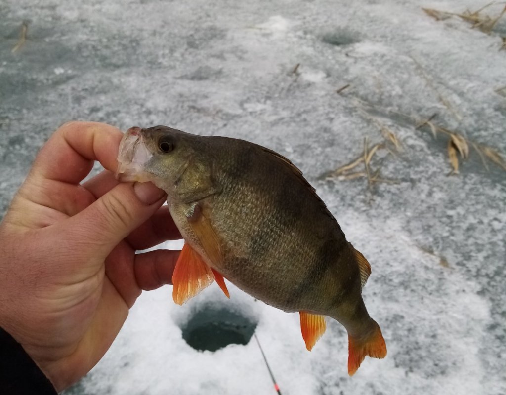 Благодатка. Вроде не карась.