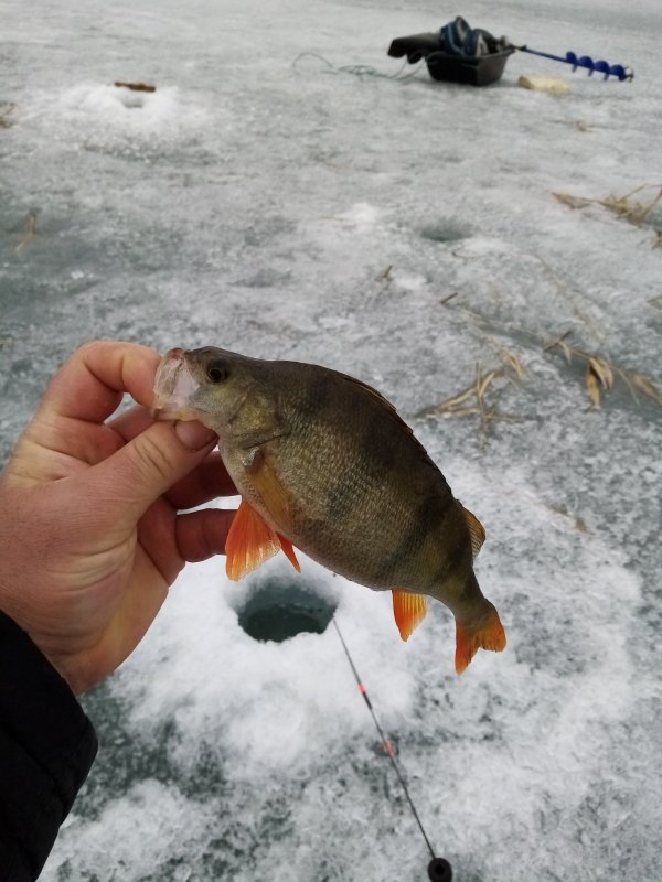 Благодатка. Вроде не карась.