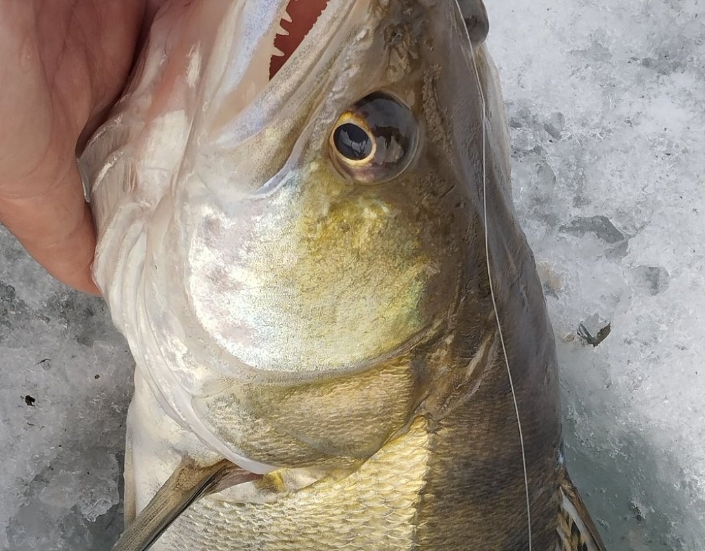 Только что. Любитель опарыша. На мормышку клюнул