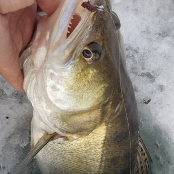 Только что. Любитель опарыша. На мормышку клюнул