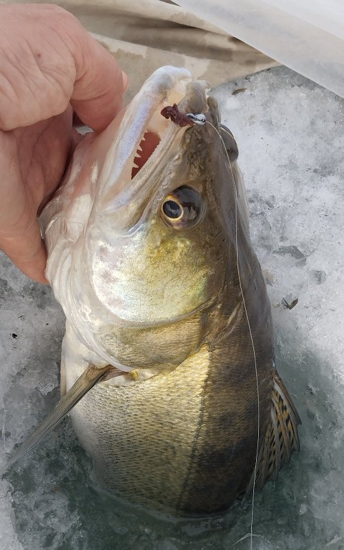 Только что. Любитель опарыша. На мормышку клюнул