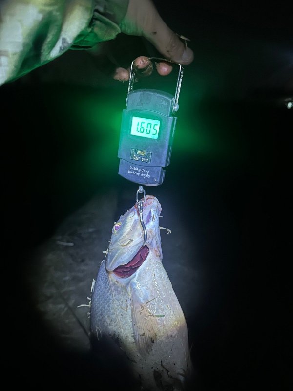 Личный рекорд по лещам.