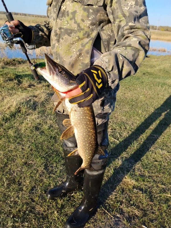 Проголодалась зубастая.