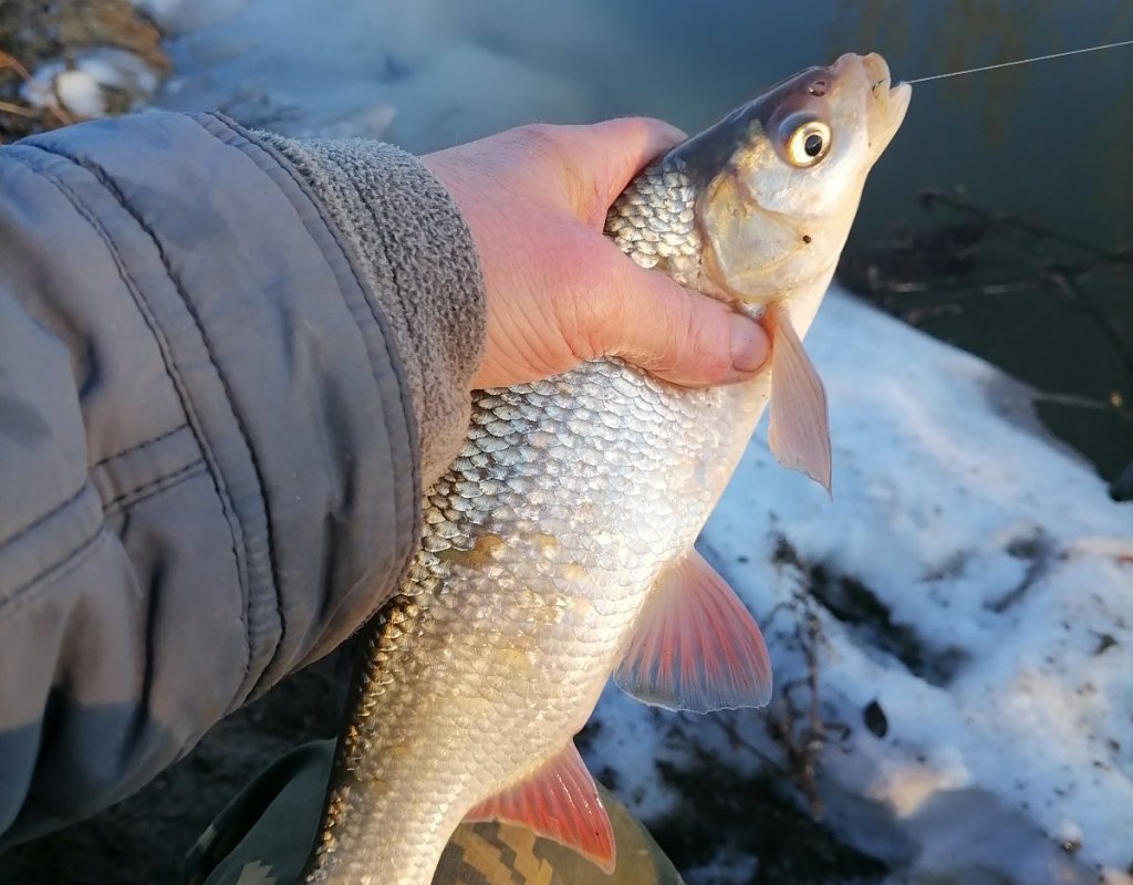 Котлован. Поплавочка. Язь.