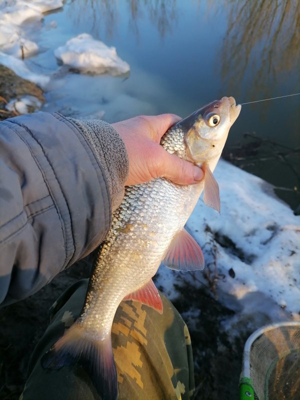 Котлован. Поплавочка. Язь.