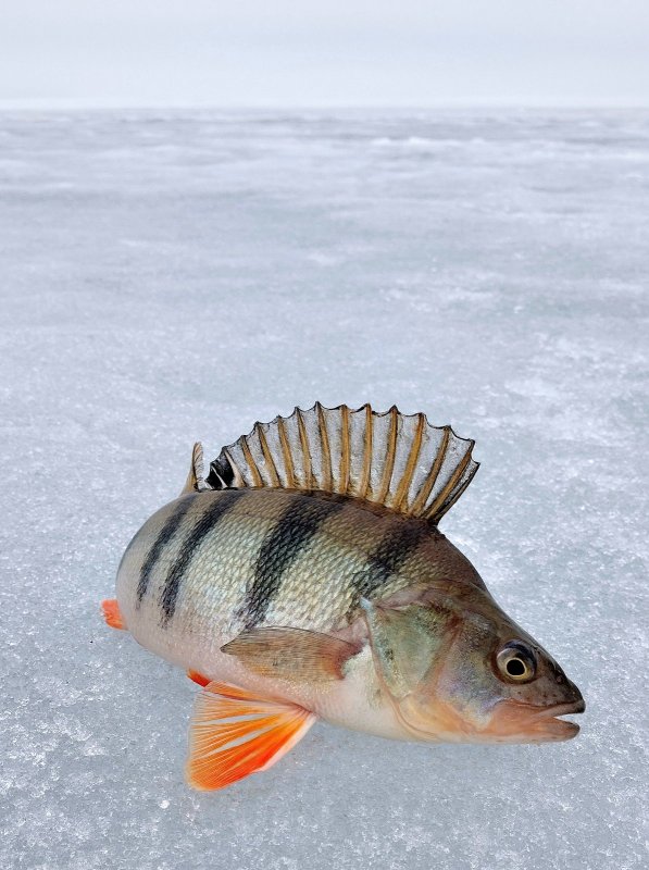Пора закрывать сезон.