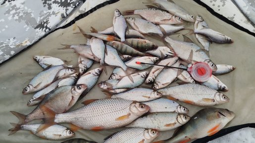 Чайка, Бердск.