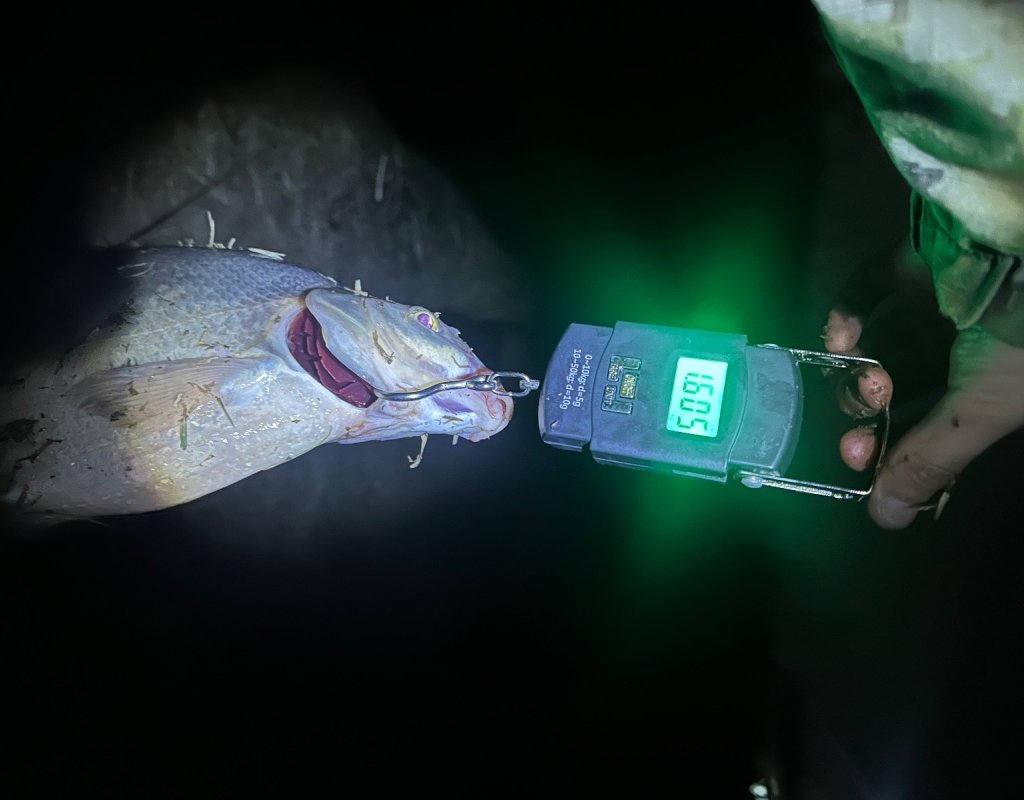 Личный рекорд по лещам.