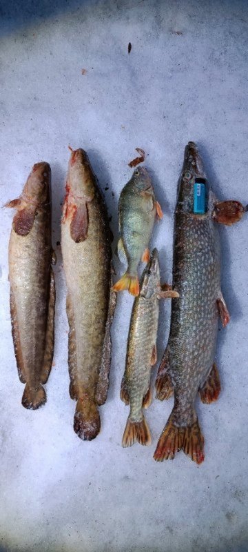 Бугринский мост.